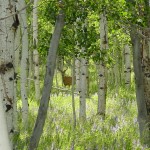 Scofield-UT-Aspen Cove at Scofield-Utah Recreational Property (11)