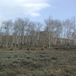 Scofield-UT-Aspen Cove at Scofield-Utah Recreational Property (16)